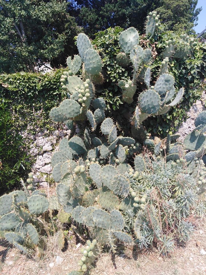 Predivni kaktus