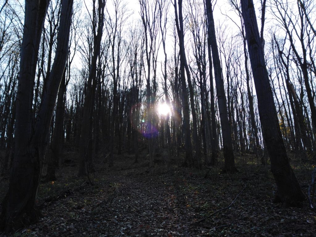 Sunce se probija kroz šumu