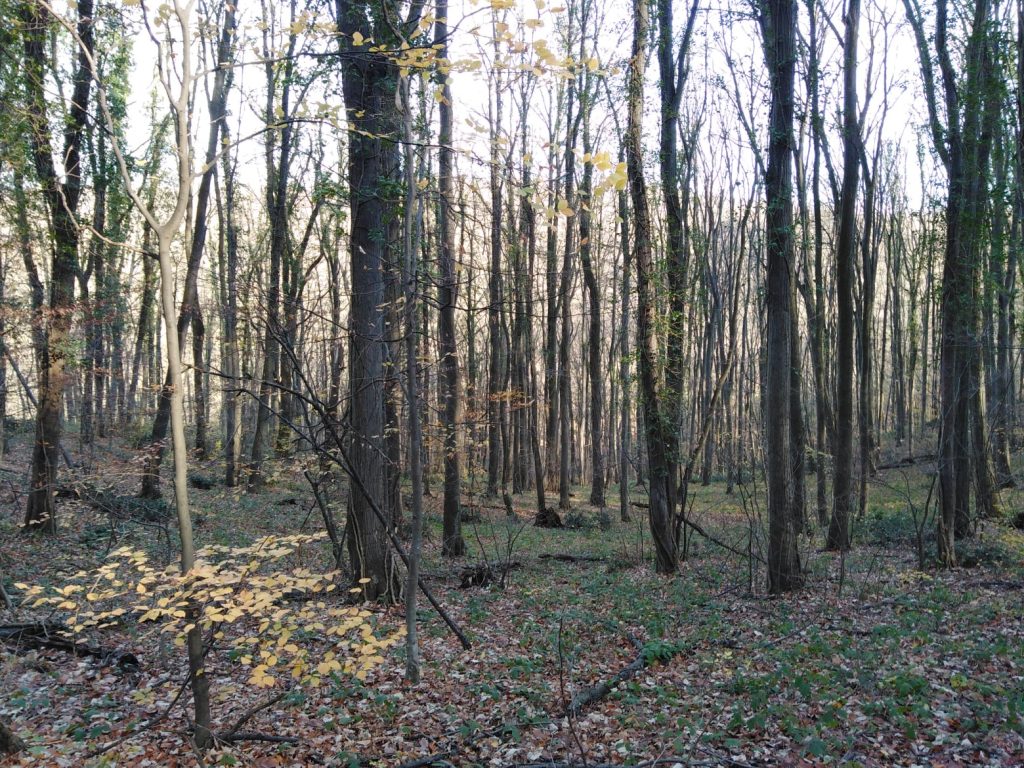 Šetnja kroz šumu - Andrevlje
