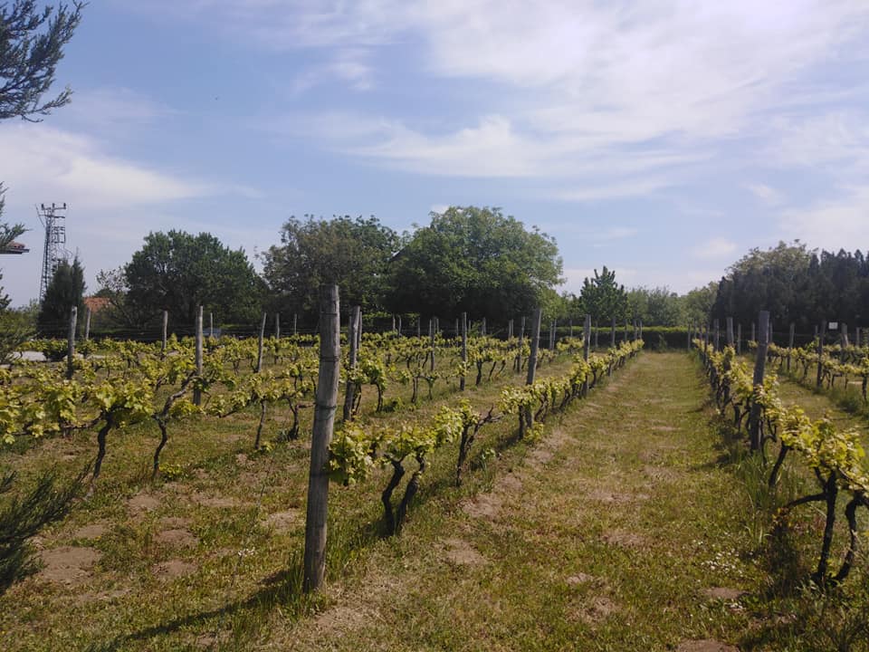 Vinogradi Ateljea vina Šapat